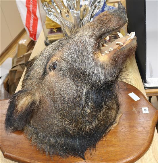 A French taxidermic boars head trophy